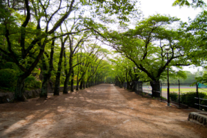 冨士森公園　八王子　MyDesignリノベstudio株式会社Izumida